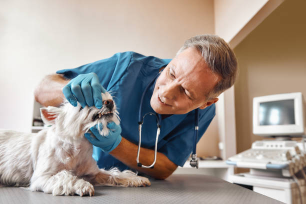 Best Emergency Wisdom Teeth Removal in Stamford, CT